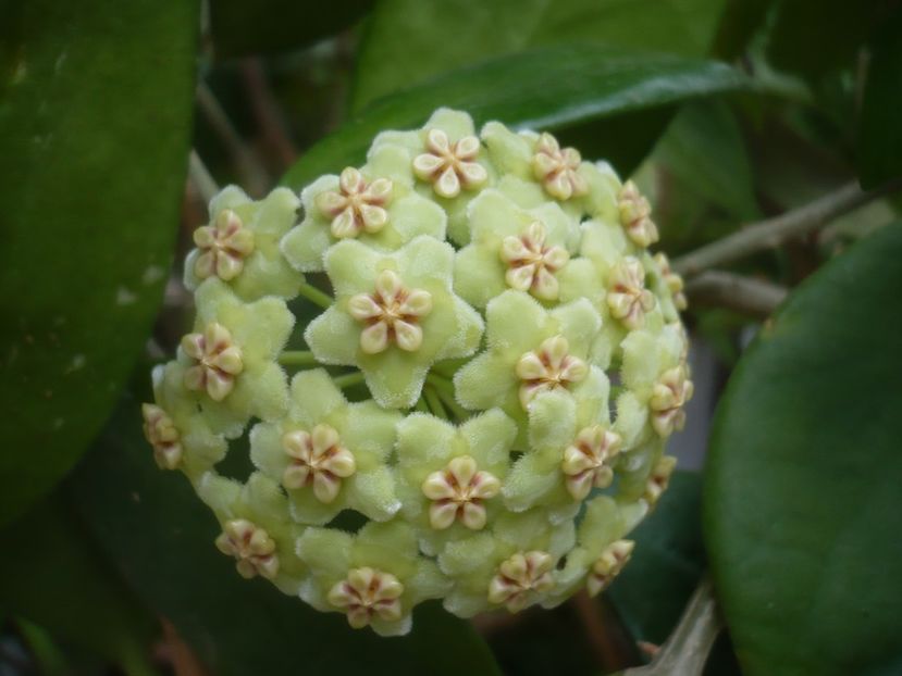 P1500297 - HOYA 2021-2