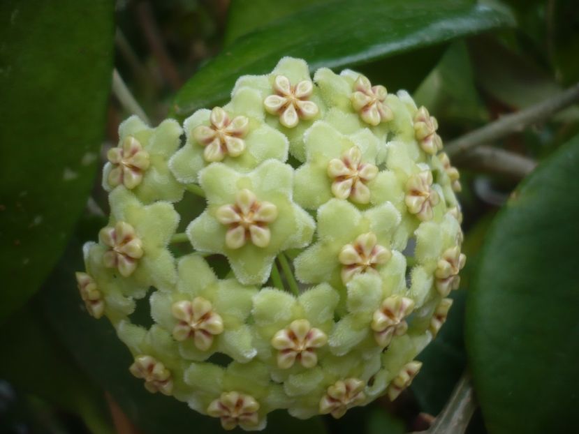 P1500299 - HOYA 2021-2