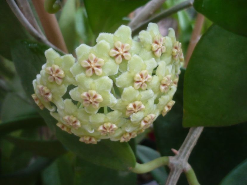 P1500300 - HOYA 2021-2