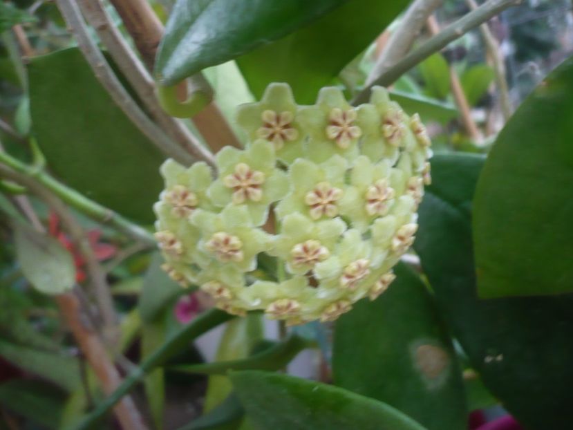 P1500302 - HOYA 2021-2