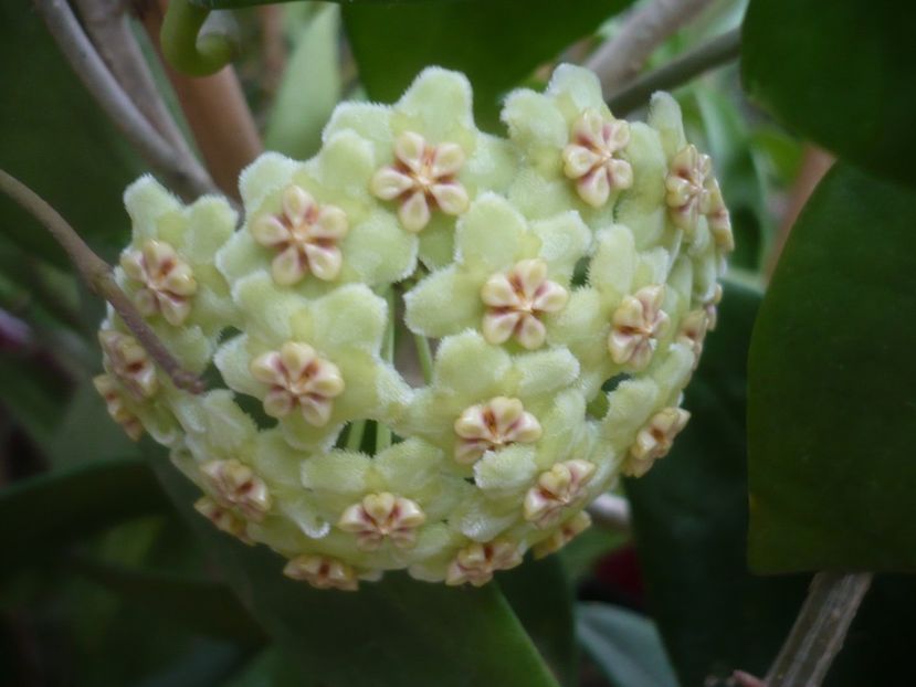 P1500301 - HOYA 2021-2