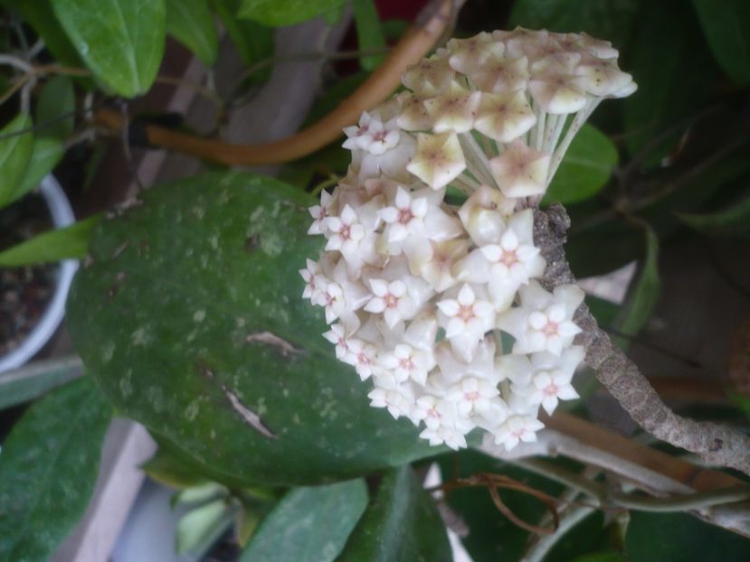 P1500305 - HOYA 2021-2