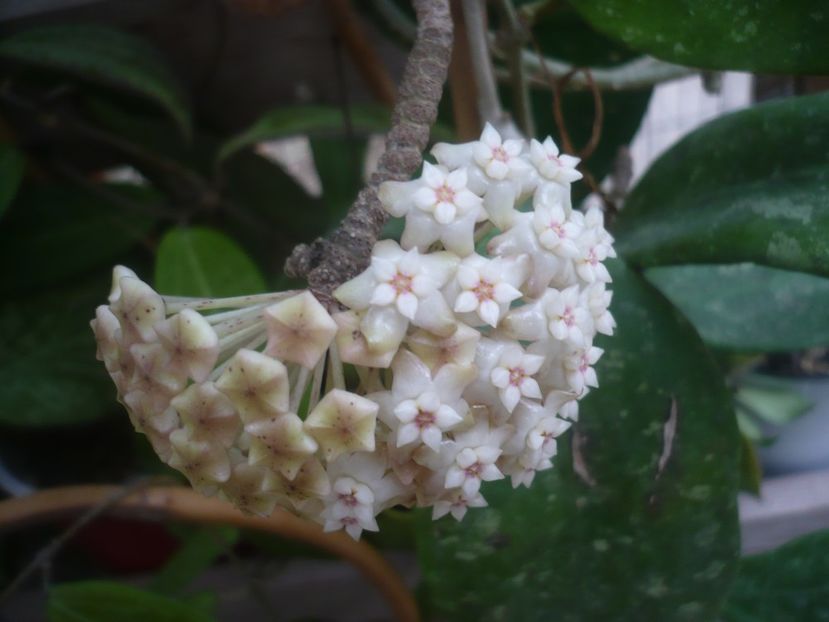 P1500306 - HOYA 2021-2