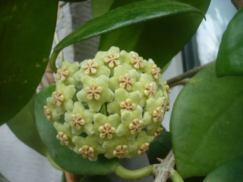P1500289 - HOYA 2021-2