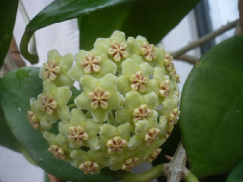 P1500290 - HOYA 2021-2