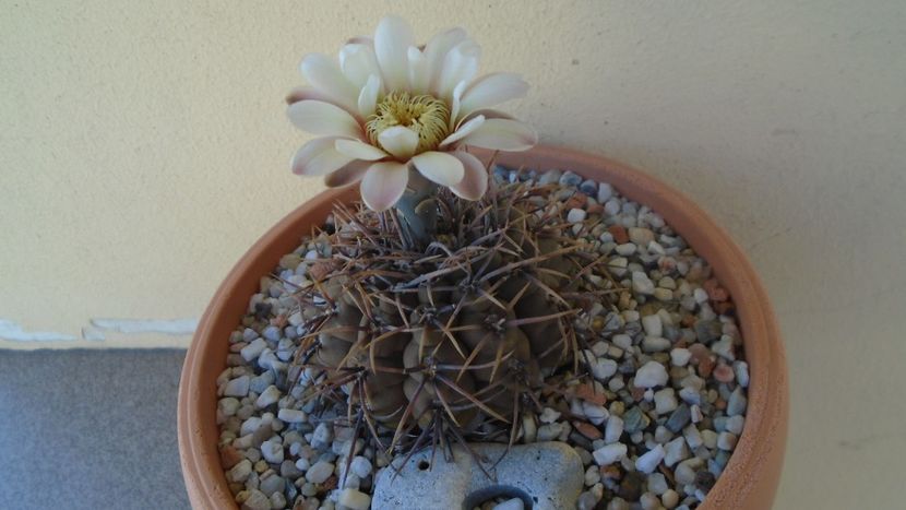 Gymnocalycium ochoterenae v. cinereum - Cactusi 2021 Gymnocalycium