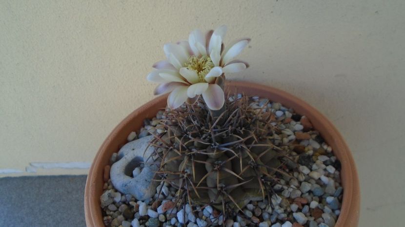 Gymnocalycium ochoterenae v. cinereum - Cactusi 2021 Gymnocalycium