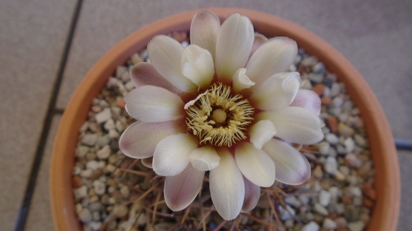 Gymnocalycium ochoterenae v. cinereum - Cactusi 2021 Gymnocalycium