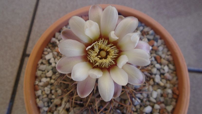 Gymnocalycium ochoterenae v. cinereum - Cactusi 2021 Gymnocalycium
