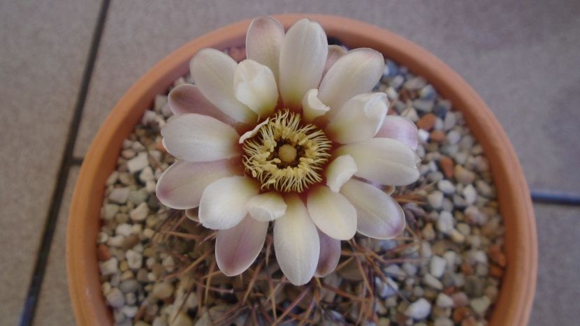 Gymnocalycium ochoterenae v. cinereum - Cactusi 2021 Gymnocalycium