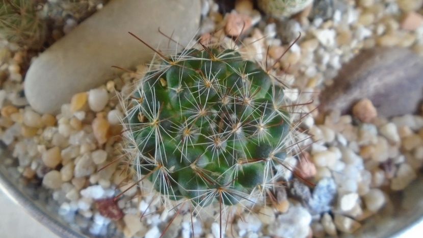 Mammillaria zeilmanniana albiflora (Mamm. crinita) - Cactusi 2021 bis