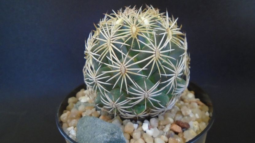 Coryphantha cornifera (Coryphantha radians) - Cactusi 2021 bis