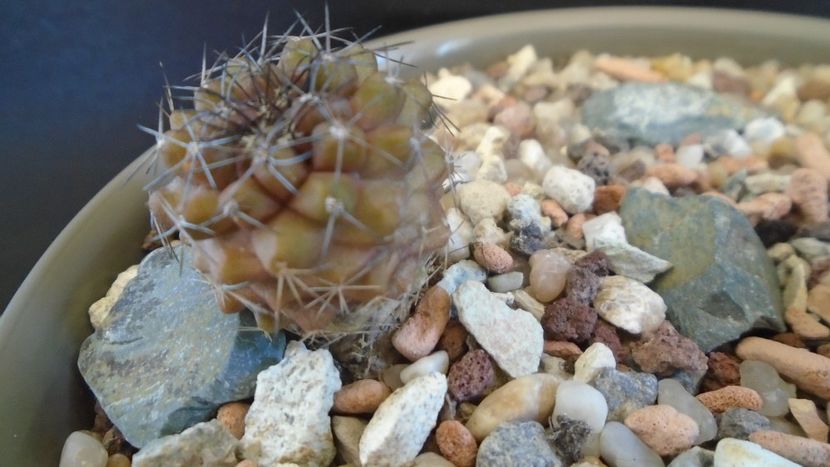 Copiapoa humilis ssp. tenuissima - Cactusi 2021 bis
