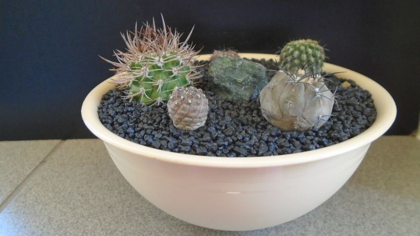 Grup de 5 Eriosyce - Cactusi 2021 bis