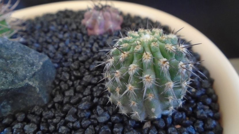 Eriosyce brevicylindrica (Islaya islayensis) - Cactusi 2021 bis