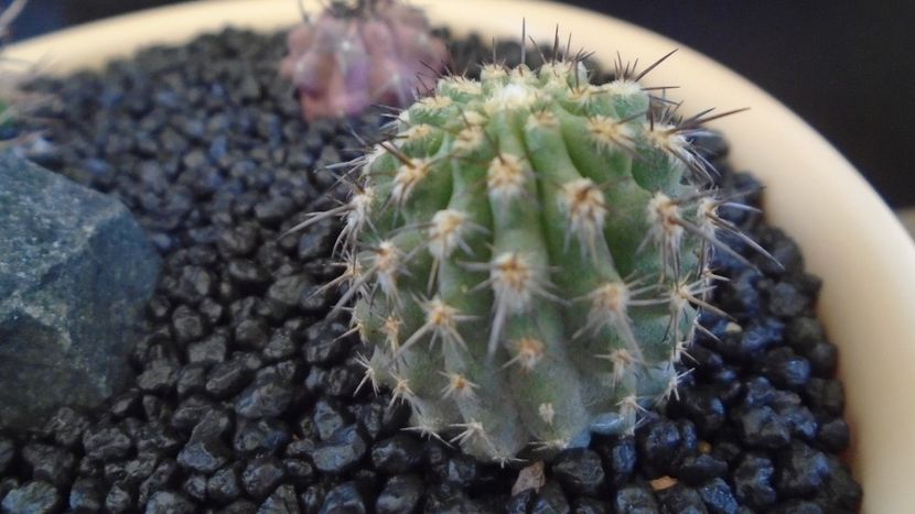 Eriosyce brevicylindrica (Islaya islayensis) - Cactusi 2021 bis