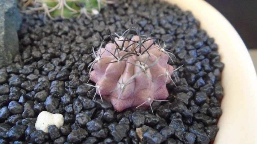 Eriosyce taltalensis ssp. paucicostata (Neoporteria paucicostata) - Cactusi 2021 bis