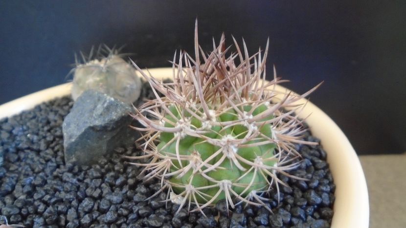 Eriosyce (Pyrrhocactus) bulbocalyx - Cactusi 2021 bis