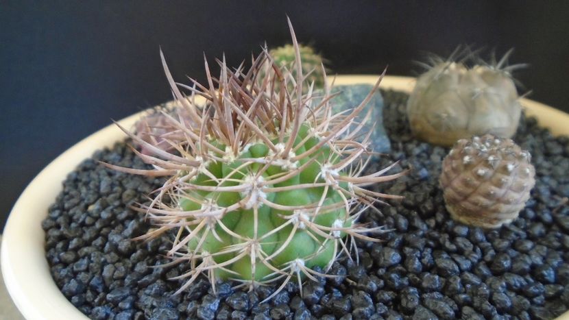 Eriosyce (Pyrrhocactus) bulbocalyx - Cactusi 2021 bis