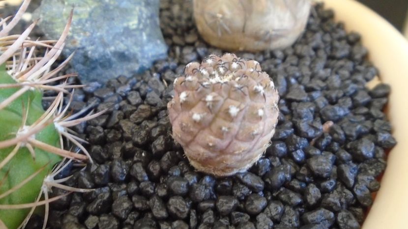 Eriosyce curvispina v. robusta (Pyrrhocactus andicola) - Cactusi 2021 bis