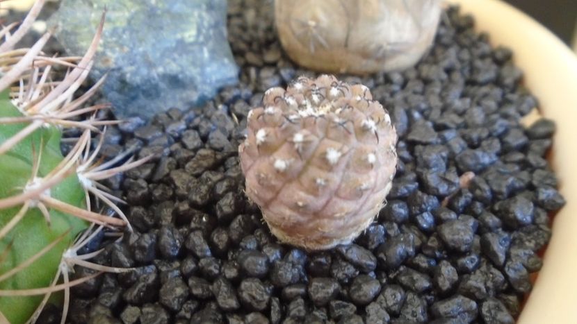 Eriosyce curvispina v. robusta (Pyrrhocactus andicola) - Cactusi 2021 bis