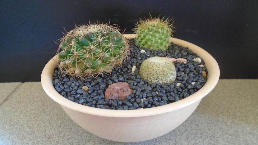 Grup de 3 Mammillaria - Cactusi 2021 bis