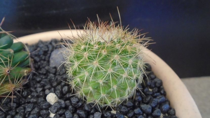 Mammillaria varieaculeata - Cactusi 2021 bis