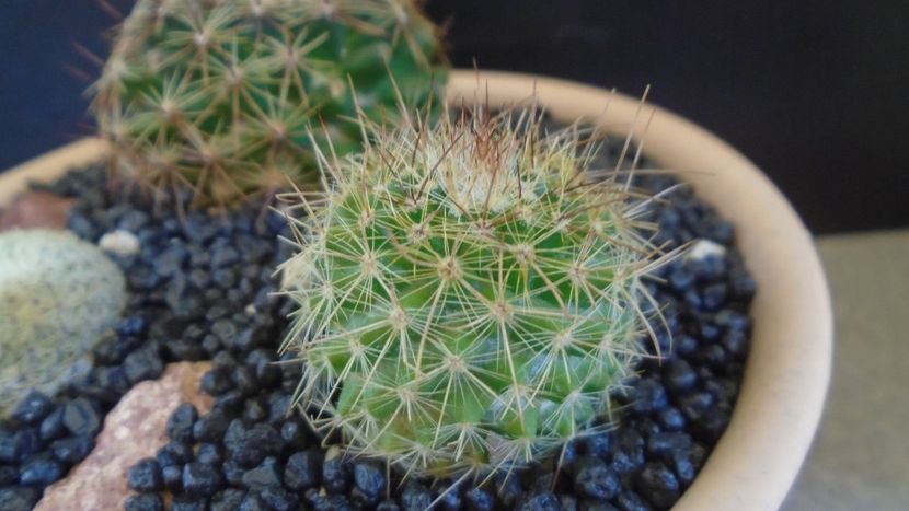 Mammillaria varieaculeata - Cactusi 2021 bis