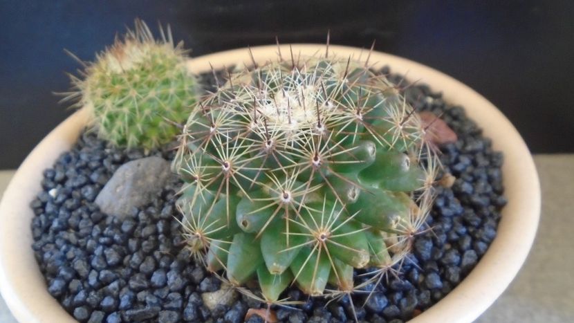 Mammillaria heyderi - Cactusi 2021 bis