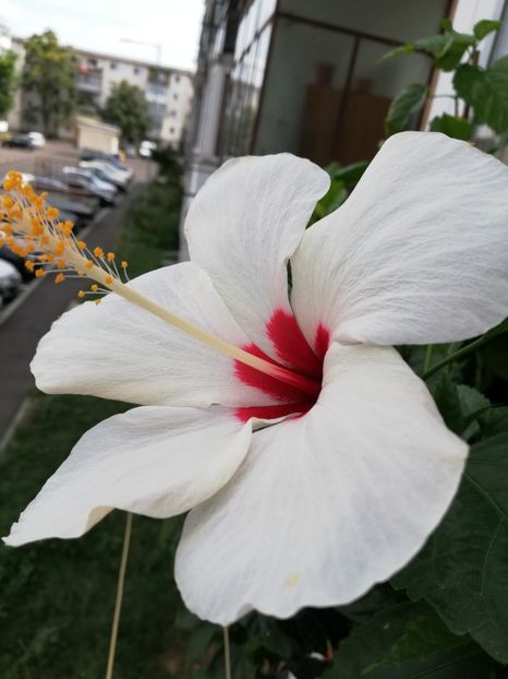  - Hibiscus Greenland