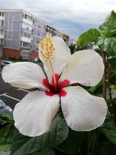  - Hibiscus Greenland