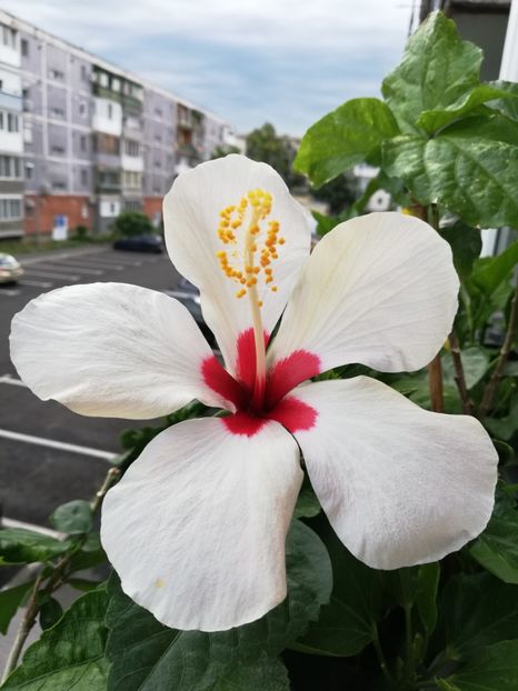  - Hibiscus Greenland