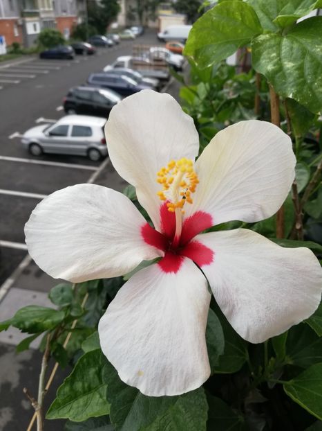  - Hibiscus Greenland