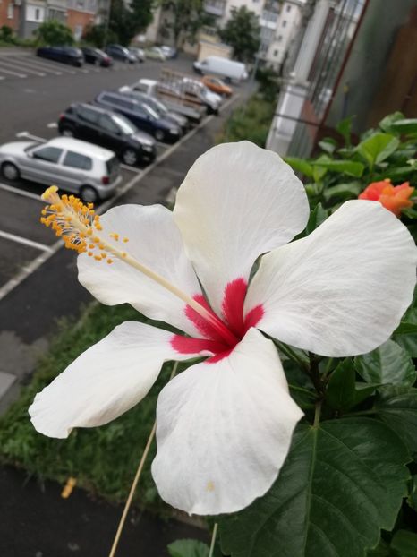  - Hibiscus Greenland