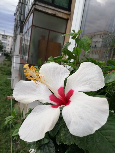  - Hibiscus Greenland