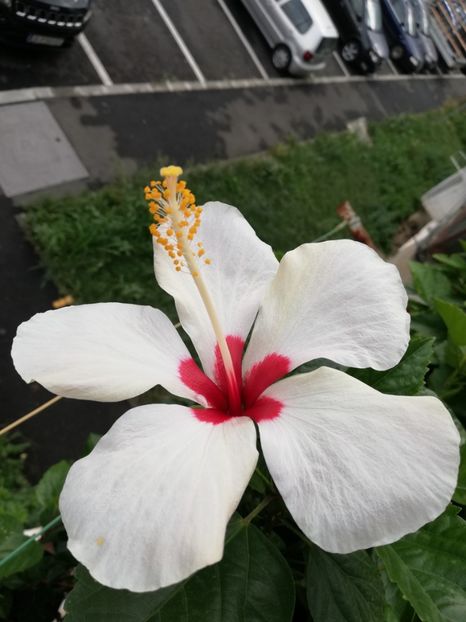  - Hibiscus Greenland