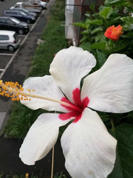  - Hibiscus Greenland