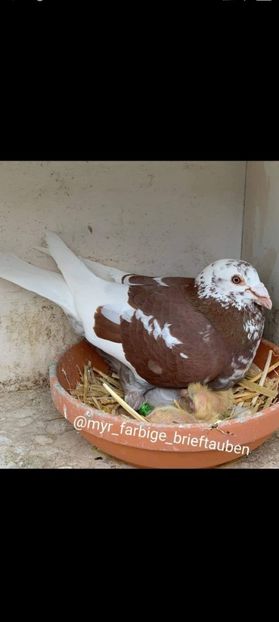 Screenshot_2021-08-04-21-08-05-923_com.miui.gallery - Por king