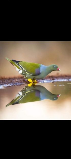 Screenshot_2021-08-04-21-06-50-401_com.miui.gallery - Por king