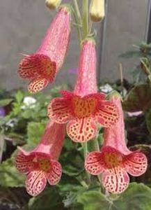 Nefertiti  poza net - Smithiantha