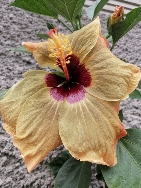  - Hibi mei din seminte