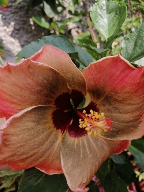  - Hibi mei din seminte