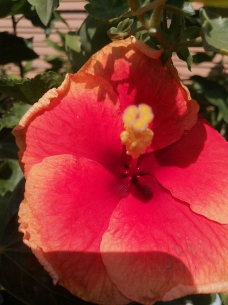  - Hibi mei din seminte