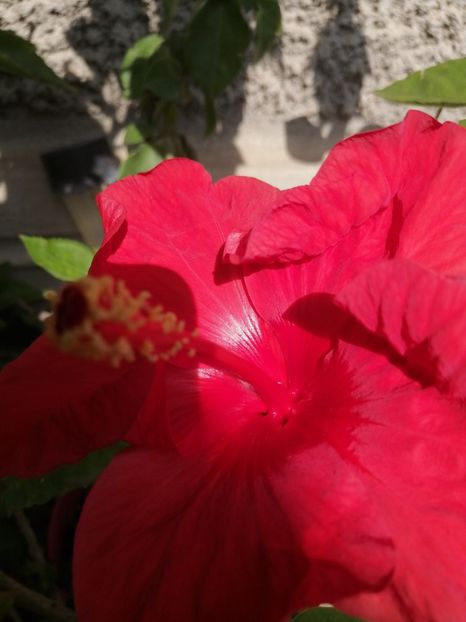  - Hibi mei din seminte