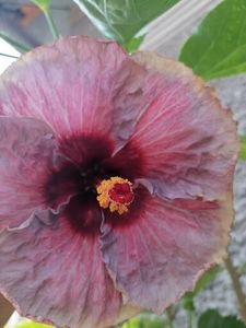  - Hibi mei din seminte