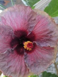  - Hibi mei din seminte