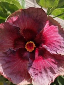  - Hibi mei din seminte