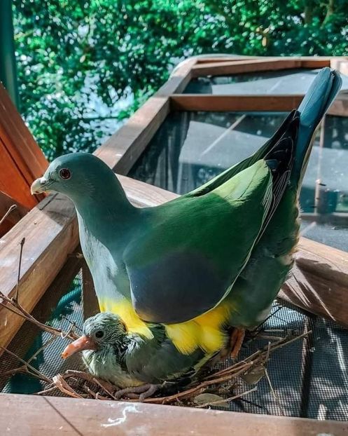  - NU IMI APARTIN ALBUM NR 2