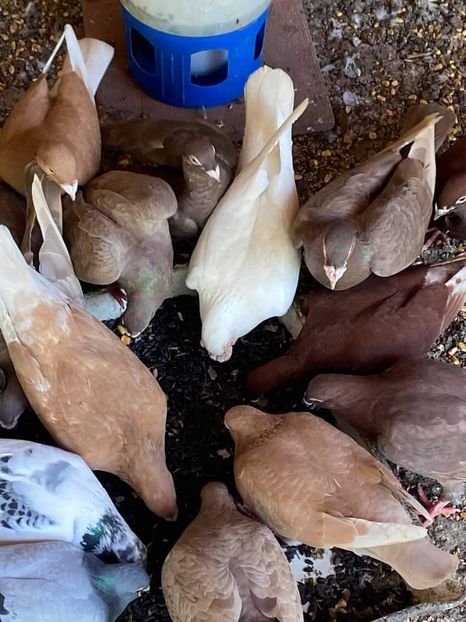  - NU IMI APARTIN ALBUM NR 2