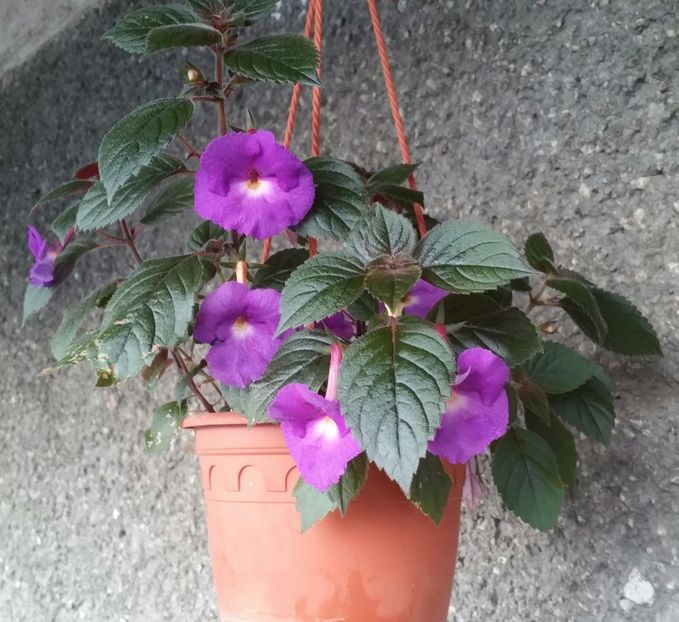  - Achimenes 2021